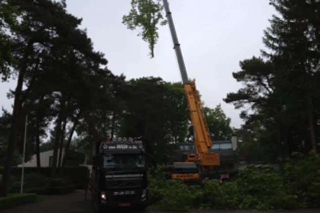 rooien van amerikaanse eikenbomen